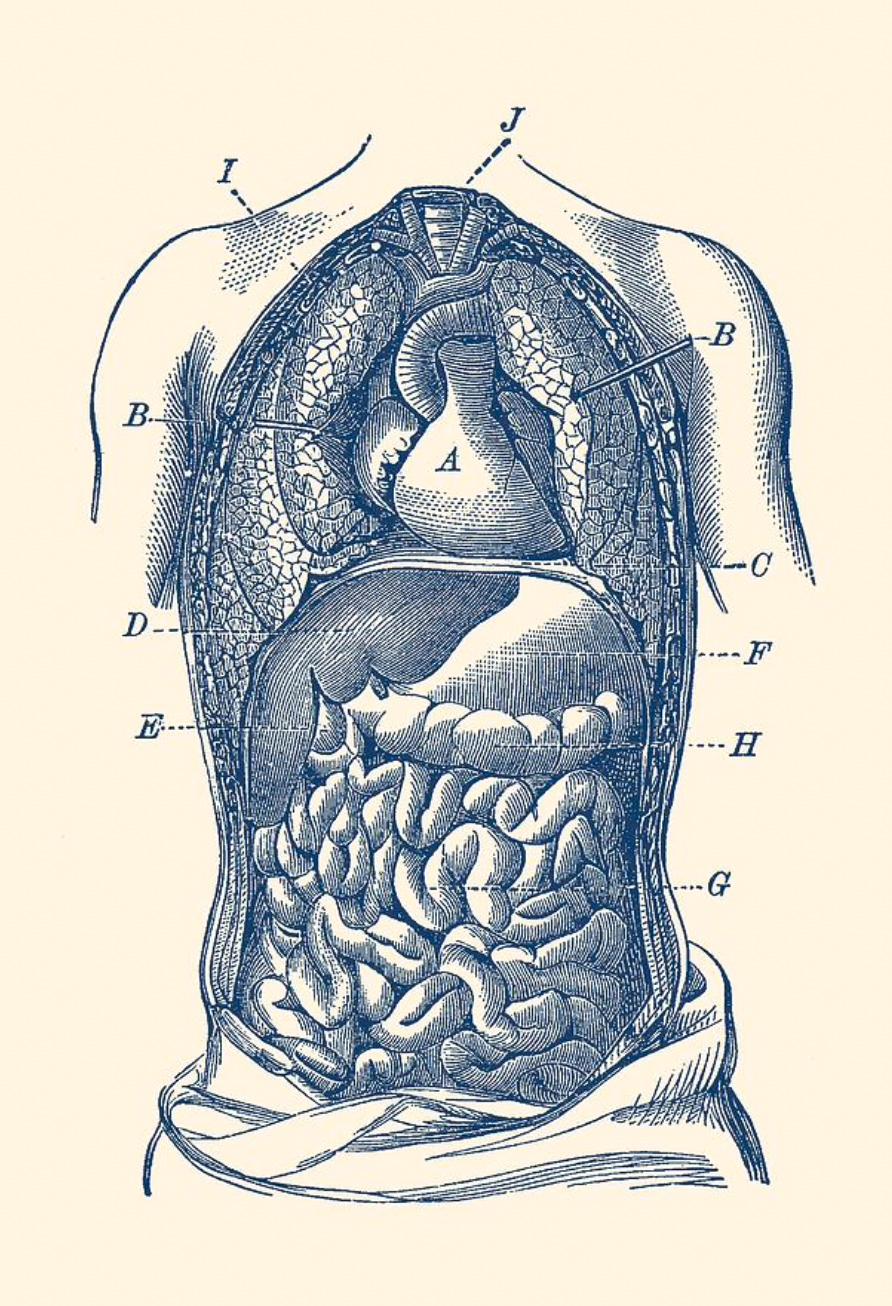 microbiote levain